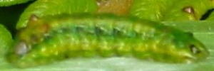 Larvae